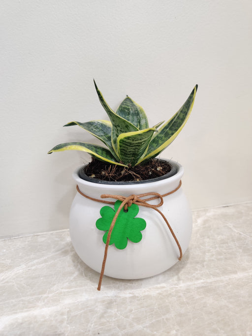 Compact Snake Plant in White Pot for Corporate Gifting