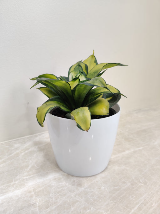 Compact Snake Plant in a white pot for office desk