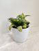 Compact Snake Plant in a white pot for office desk