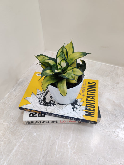 Adaptable indoor Snake Plant for enhancing office well-being