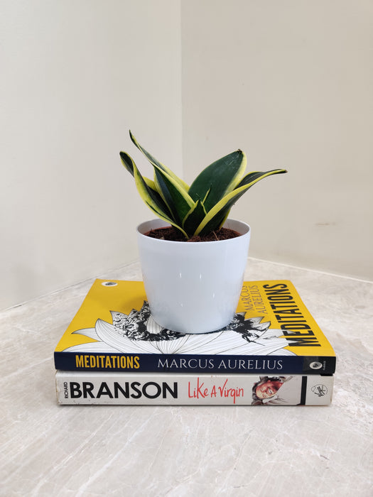 Elegant Snake Plant as a symbol of growth and prosperity