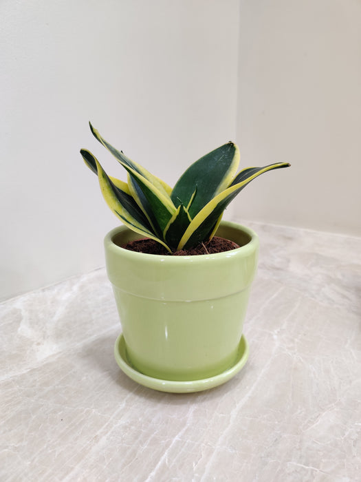Indoor Snake Plant for Office