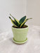 Indoor Snake Plant for Office
