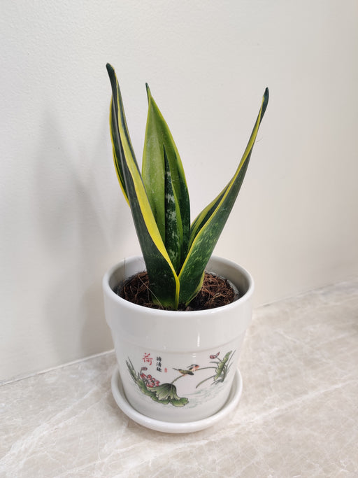 Snake Plant in Decorative Pot for Corporate Gifting