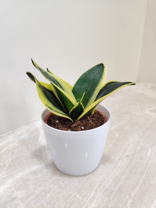 Low-maintenance Snake Plant perfect for busy professionals