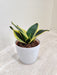 Low-maintenance Snake Plant perfect for busy professionals