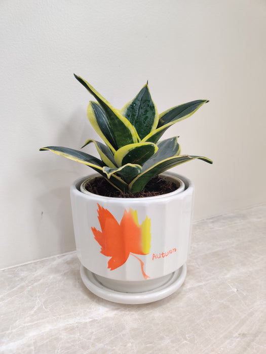 Air Purifying Snake Plant for Wellness