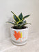 Air Purifying Snake Plant for Wellness