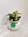 Snake Plant in a white pot for corporate gifting