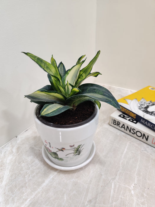 Indoor Snake Plant Perfect for Corporate Collection