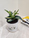 Indoor Snake Plant Perfect for Corporate Collection