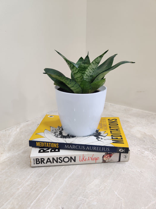 Air purifying qualities of Snake Plant