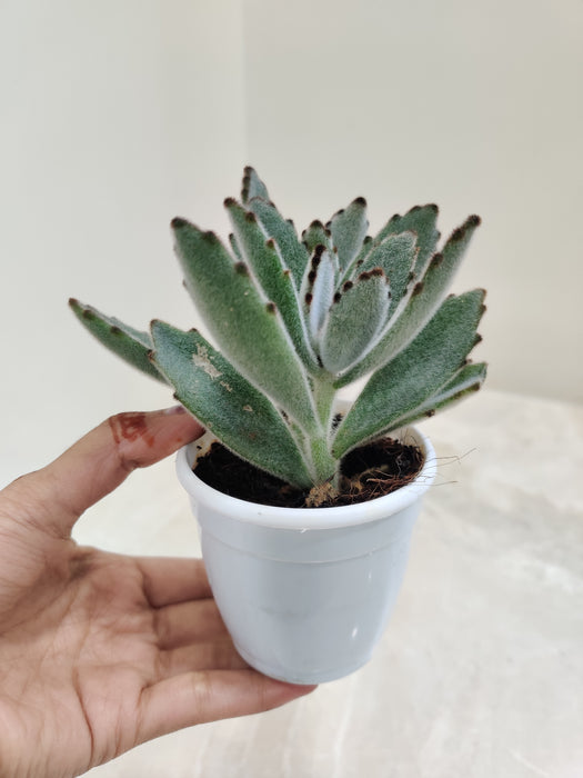 Drought Resistant Kalanchoe Tomentosa