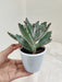 Drought Resistant Kalanchoe Tomentosa