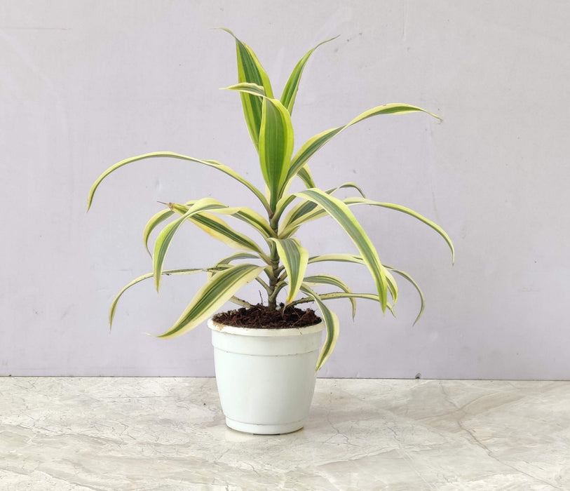 Song of India Plant In 5.5 Cm Pot