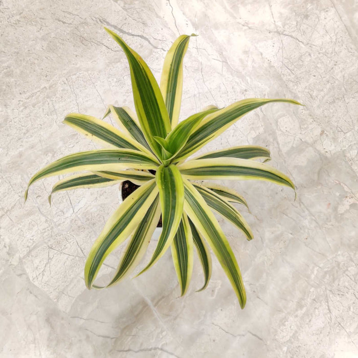Song of India Plant In 5.5 Cm Pot