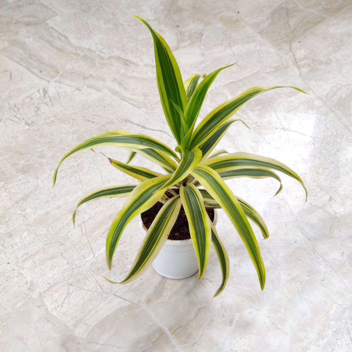 Song of India Plant In 5.5 Cm Pot