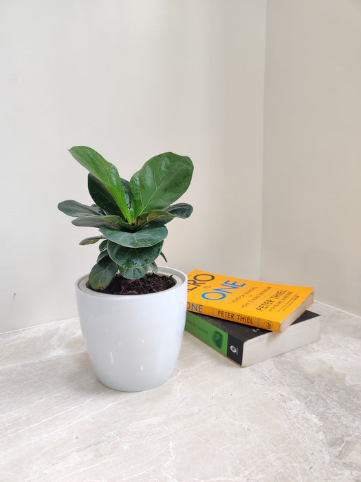Air-purifying Ficus Lyrata for healthier offices