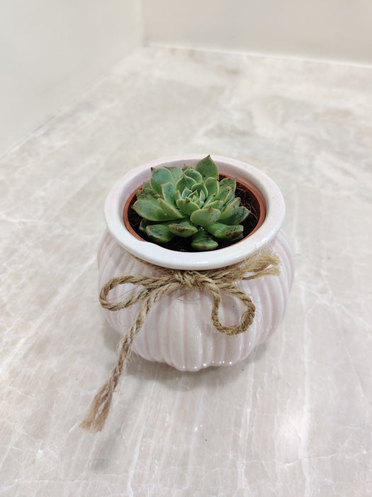 Adaptable and efficient succulent desk plant
