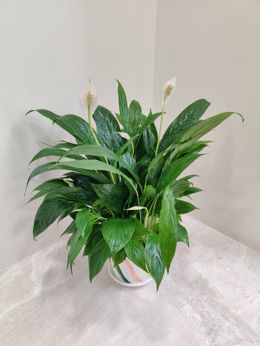 Lush green leaves of Peace Lily