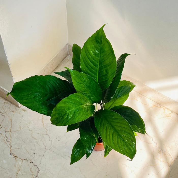 Spathiphyllum Plant  12 cm pot