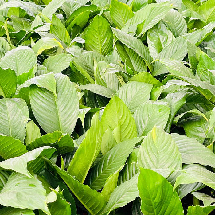 Spathiphyllum Plant  12 cm pot