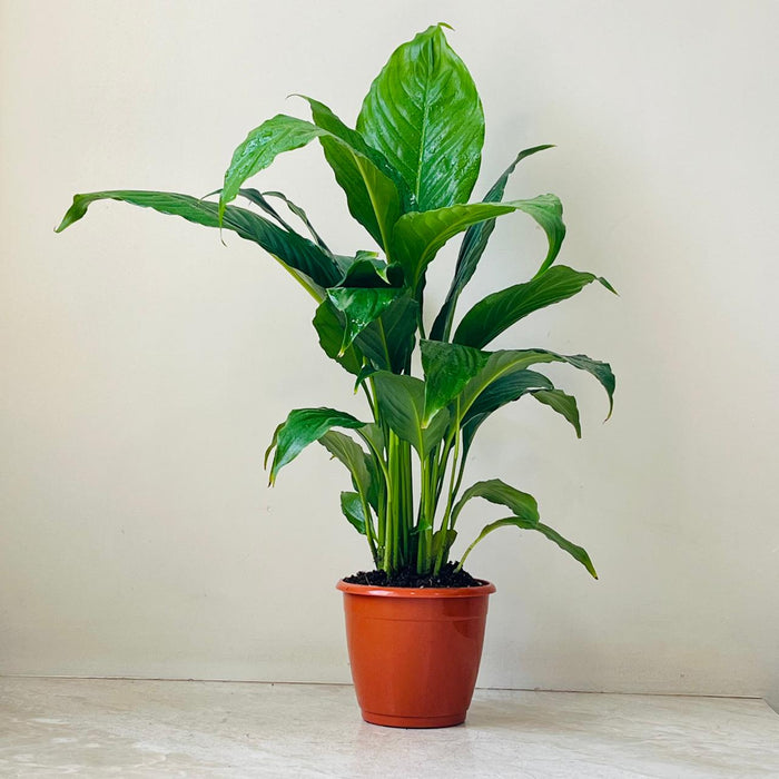 Spathiphyllum Plant  12 cm pot