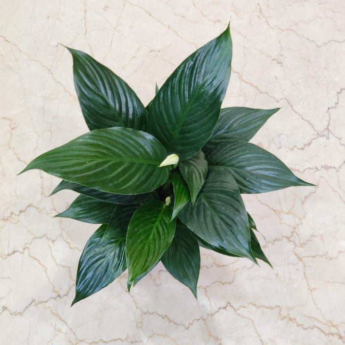Spathiphyllum Crown Plant 14.5 cm pot
