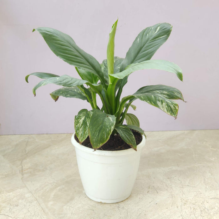 Spathiphyllum Jessica Plant 12 cm pot