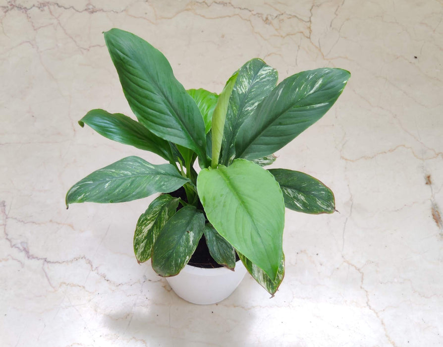 Spathiphyllum Jessica Plant 12 cm pot