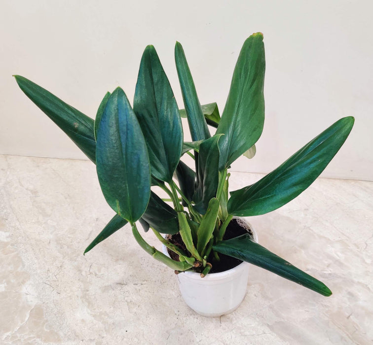 Spathiphyllum Silver Streak Plant  In 10 Cm Pot