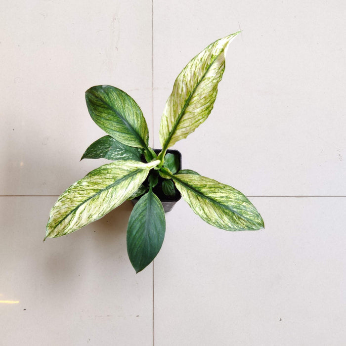 Spathiphyllum Variegated Plant In 8.5 cm pot