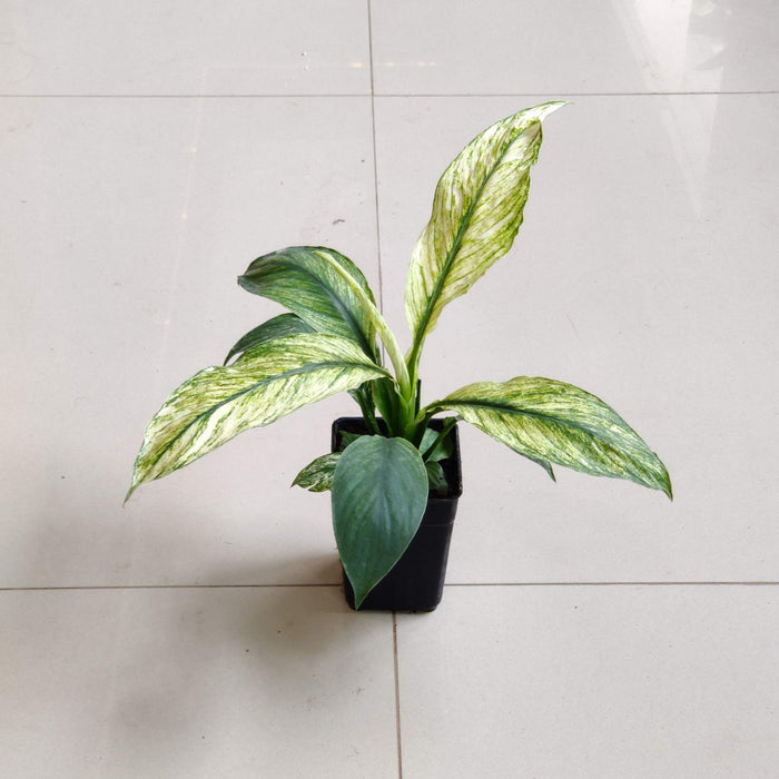 Spathiphyllum Variegated Plant In 8.5 cm pot