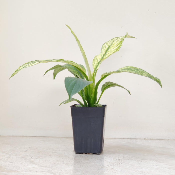 Spathiphyllum Variegated Plant In 8.5 cm pot