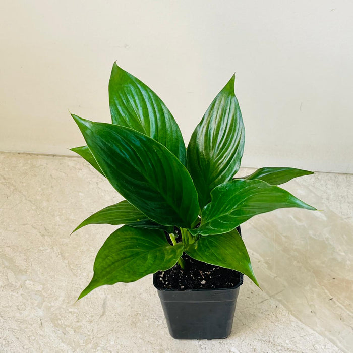 Spathiphyllum Crown Plant In 8.5 cm pot