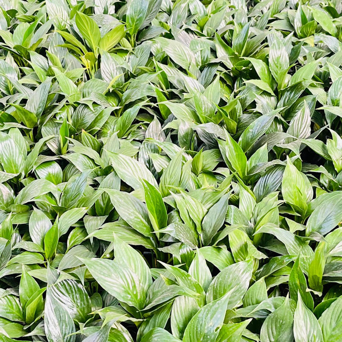 Spathiphyllum Crown Plant In 8.5 cm pot