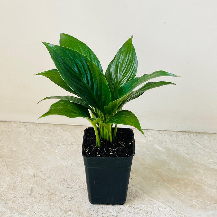 Spathiphyllum Crown Plant In 8.5 cm pot