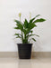 Indoor flowering peace lily plant