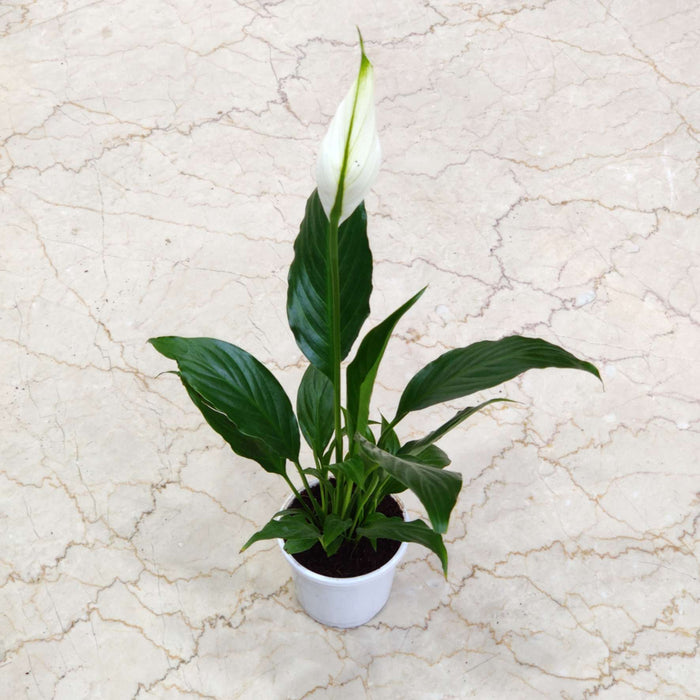 Spathiphyllum Plant 10 cm pot