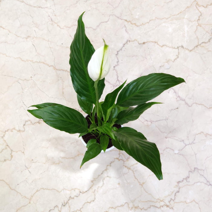 Spathiphyllum Plant 10 cm pot