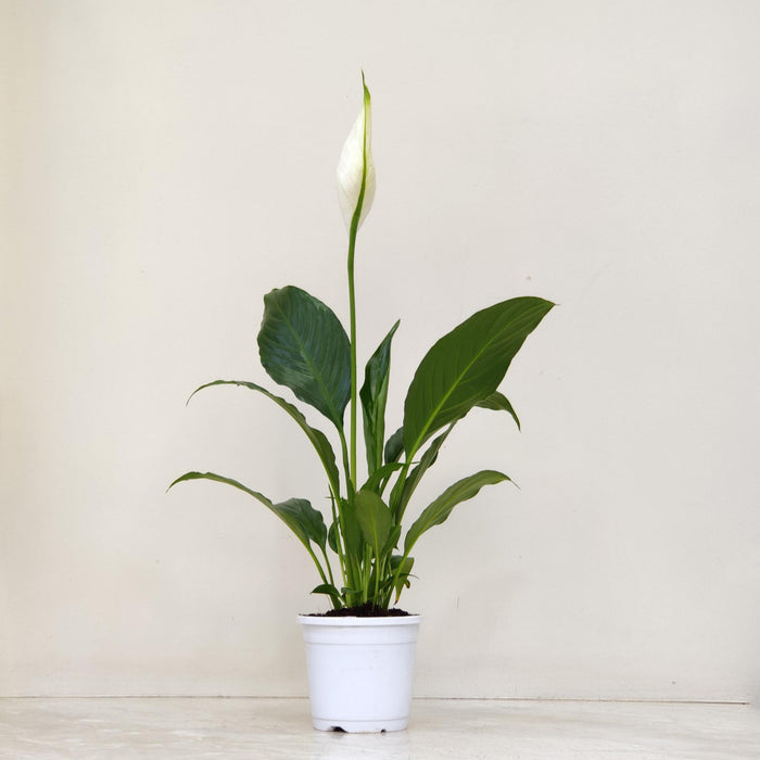 Spathiphyllum Plant 10 cm pot