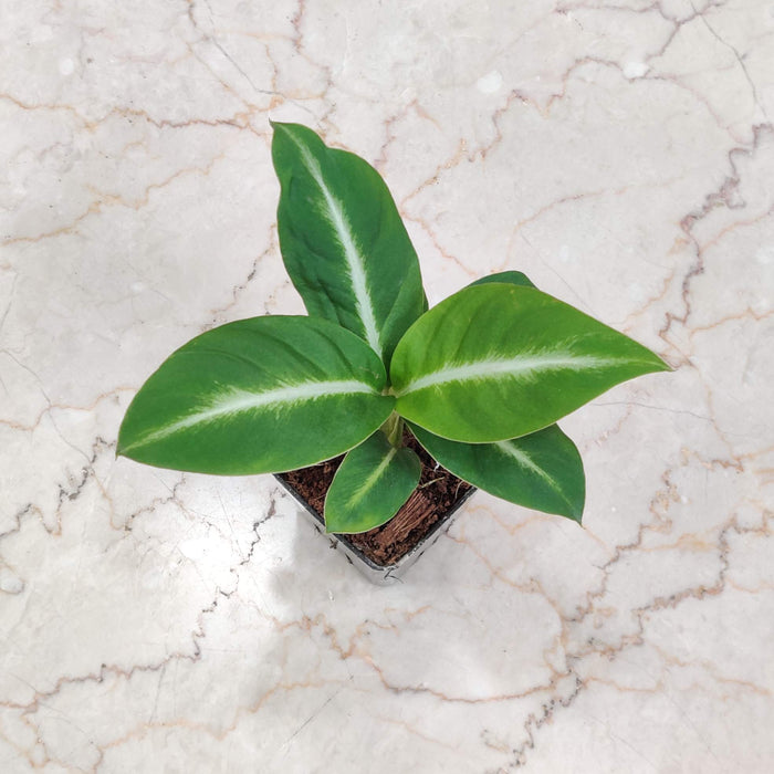 Spathiphyllum Silver Streak Plant 8.5 cm pot