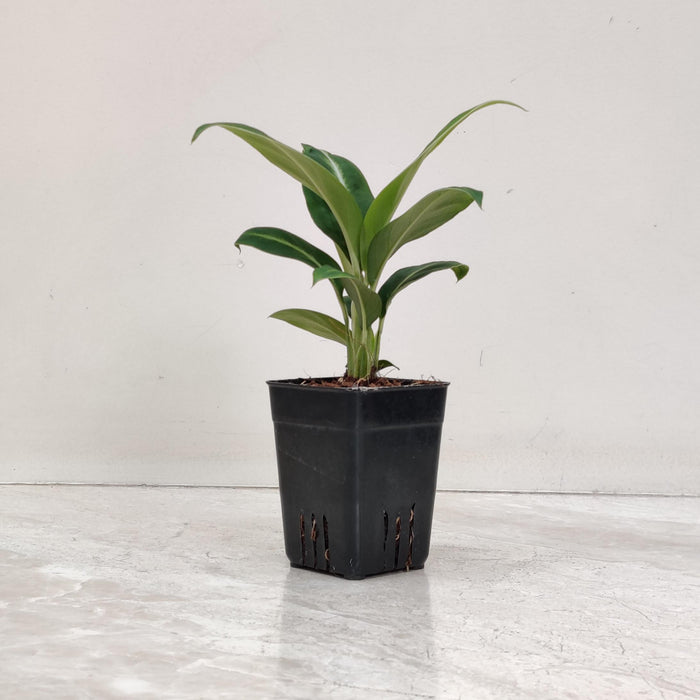 Spathiphyllum Silver Streak Plant 8.5 cm pot