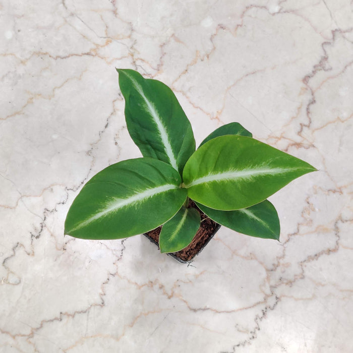 Spathiphyllum Silver Streak Plant 8.5 cm pot