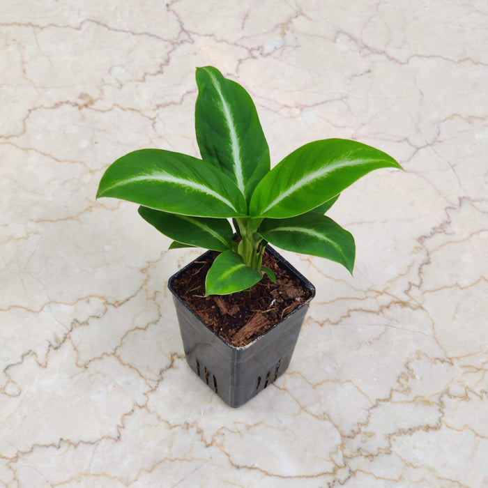Spathiphyllum Silver Streak Plant 8.5 cm pot