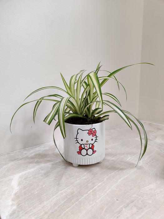 Healthy green Spider Plant in white ceramic pot for workspace