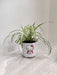 Healthy green Spider Plant in white ceramic pot for workspace