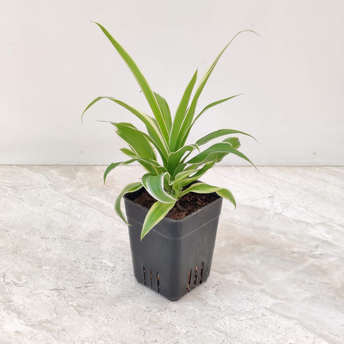Buy Beginner Friendly Indoor Plants Combo – Easy Care Plants Set | Spider Plant, Pothos, Aglaonema, Snake Plant & ZZ Plant