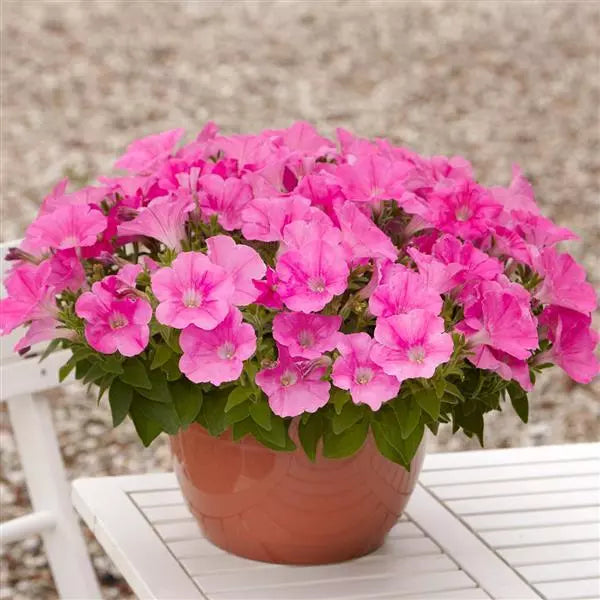 Petunia F1 Spreading E3 Easy Wave Pink Flower Seeds