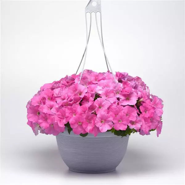 Petunia F1 Spreading E3 Easy Wave Pink Flower Seeds